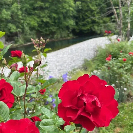 Riverside Avo - Sara Spodnja Idrija