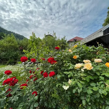 Riverside Avo - Sara Spodnja Idrija