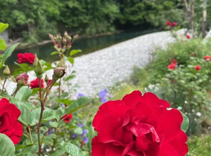 Riverside Avo - Sara Spodnja Idrija