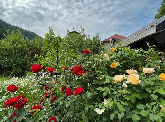 Riverside Avo - Sara Spodnja Idrija